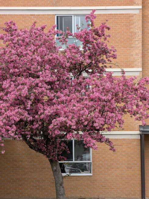A blooming pink flowering tree with dense clusters of small, vibrant pink blossoms extending across its branches, situated in front of a brick residential building with white window frames. The tree's