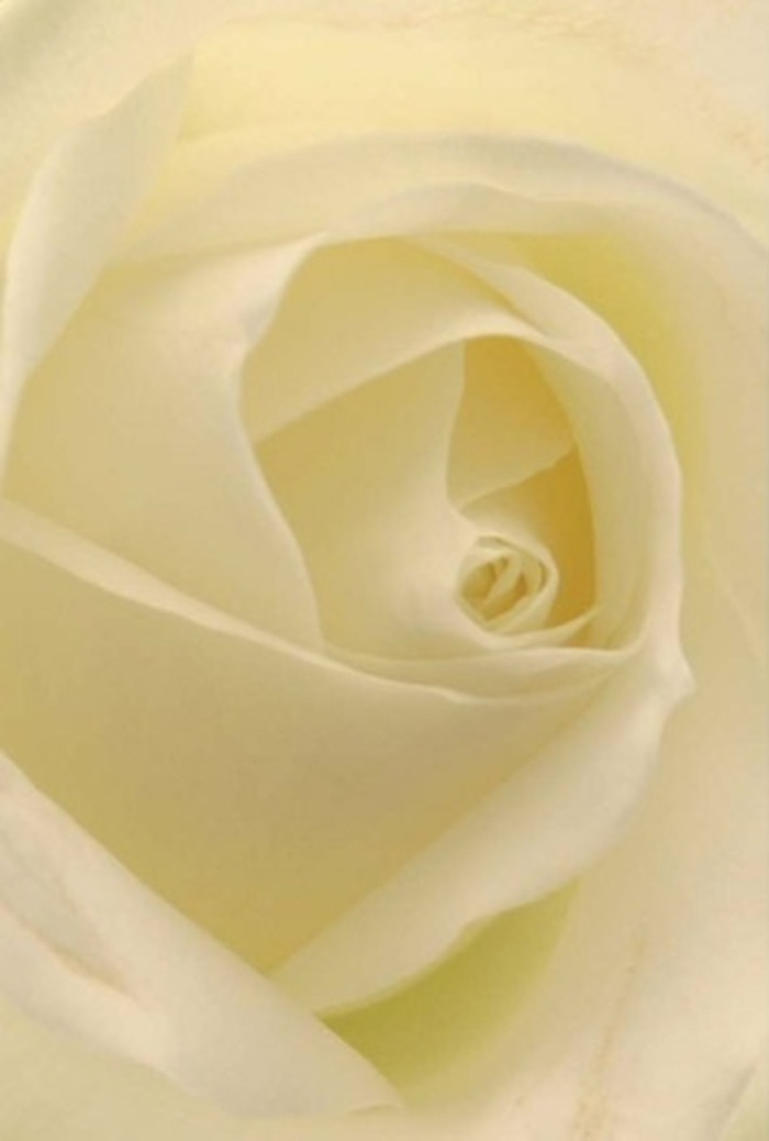 Viewed up close, this white rose's mesmerizing spiral draws you into its tranquil core, each petal layered in patient succession, their surfaces a symphony of cream and subtle white shades. The composition embodies quiet sophistication and calm, with light that seems to gently flow through every fold, giving the bloom an almost ethereal inner glow. At Berrylands Florist, we see such a rose as an ideal selection for life's most heartfelt occasions-a romantic apology, a wedding table centerpiece, or a gesture of sincere sympathy. The nearly flawless central twist of petals exudes both purity and quiet resilience, echoing the peaceful spirit so often felt on local walks through Fishponds Park. Nuances of colour and shadow enhance the flower's natural allure, while the ambiance is suffused with an imagined clean, understated floral fragrance. Whether presented at a Berrylands celebration or delivered to a neighbour's doorstep, this impeccable rose arrangement speaks eloquently of steadfast love, hope, and the unassuming artistry that shines in our community's most cherished moments.